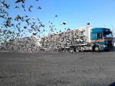 Lossen van de duiven bij de transportwagen