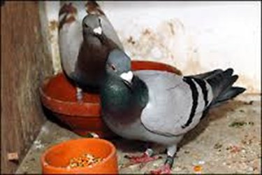 Duiven bij de voerbak